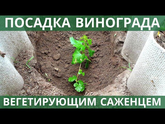 ПРАВИЛЬНАЯ ПОСАДКА вегетирующего саженца винограда, СХЕМЫ ПОСАДКИ для различных видов шпалер!