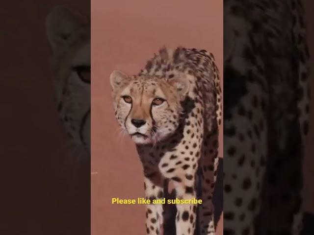 Cheetah The King Of Speed  #wildlife #bigcat #factshorts  #animals #lion #leopard  #tigers #facts