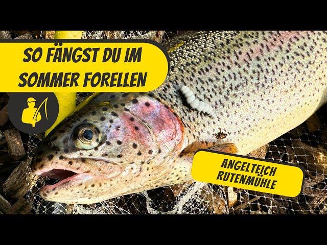 So fängst du im Sommer Forellen