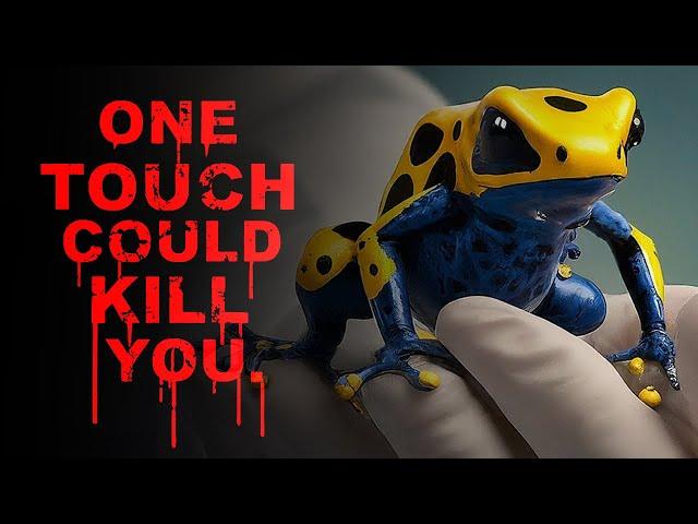 Worlds Most Poisonous Frog:  The Golden Poison Dart Frog Documentary