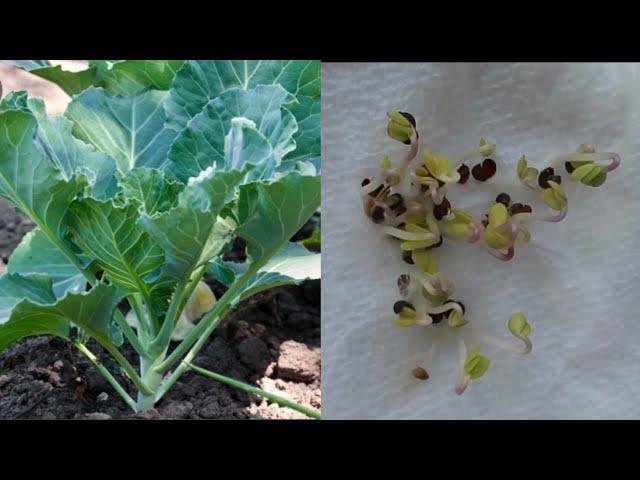 THE FASTEST WAY TO GROW COLLARD GREENS NOBODY TALKS ABOUT