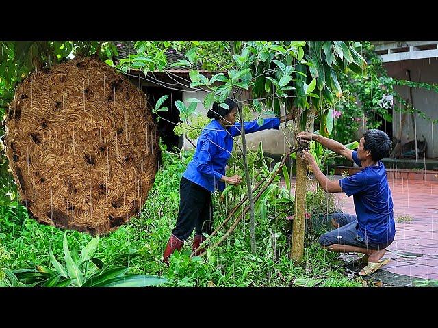 Flood day meal, Catching a giant beehive on a treetop after typhoon Yagi