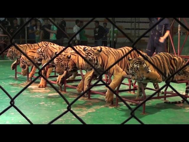 Amazing Sriracha Tiger zoo Pattaya Tour with Mariners Forex