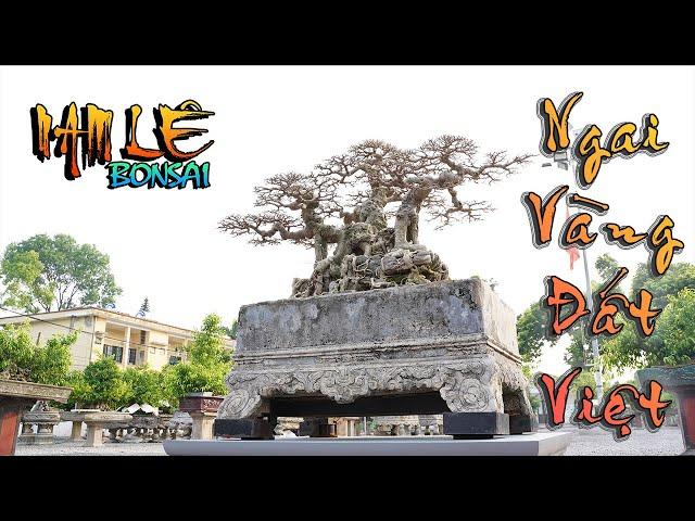 NGAI VÀNG ĐẤT VIỆT và sự trở lại của Nam Lê | NamLe Bonsai | Video 4K