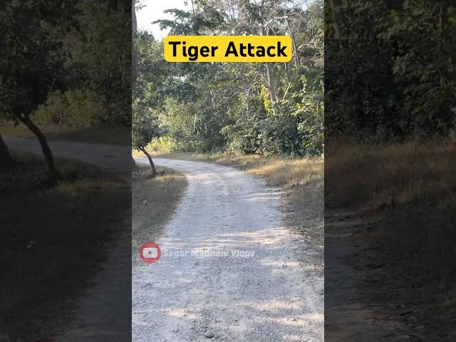 Tiger Attack  Jim Corbett National Park #shorts #jimcorbett #tiger