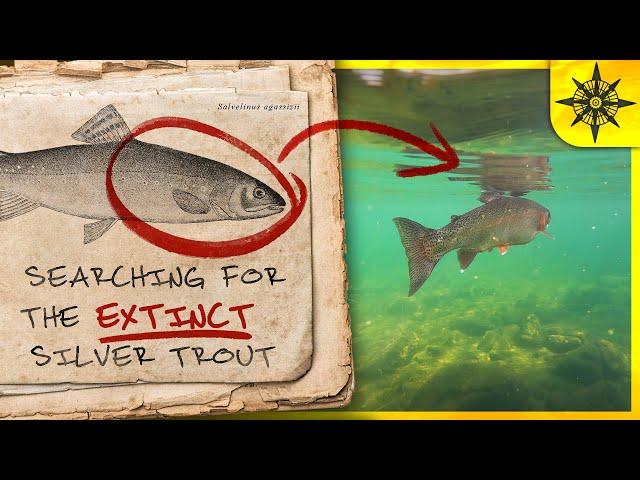 Searching for the Extinct Silver Trout