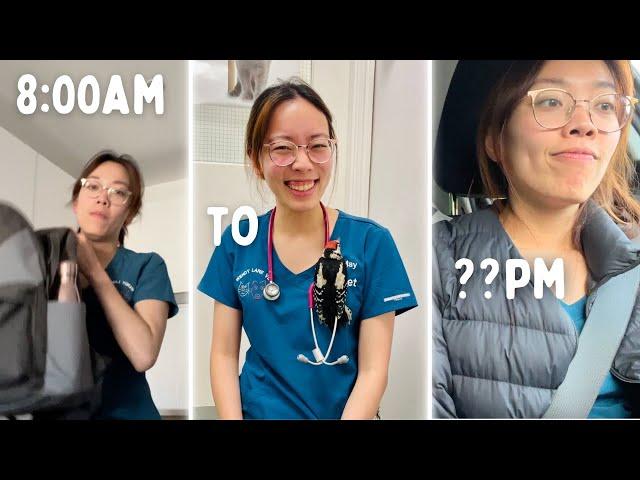 Day in the life of a veterinarian from 8am to 8pm (realistic & unglamorous)