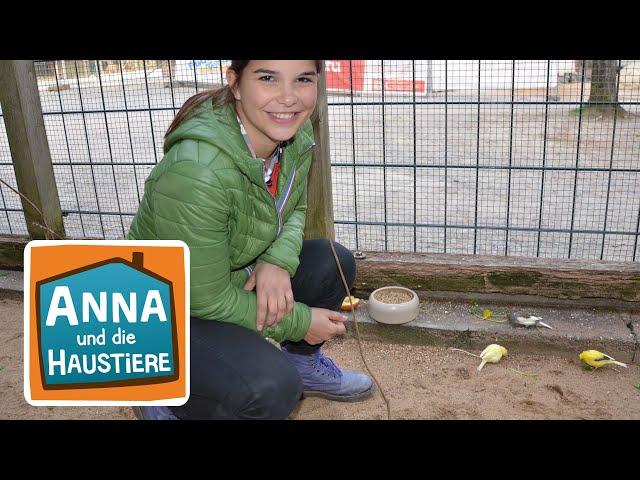 Kanarienvogel und Zebrafink | Information für Kinder| Anna und die Haustiere