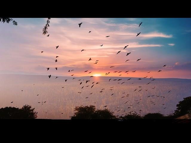 HD Birds Flying Video/Background | No Text | No Sound @OneMinuteVideo