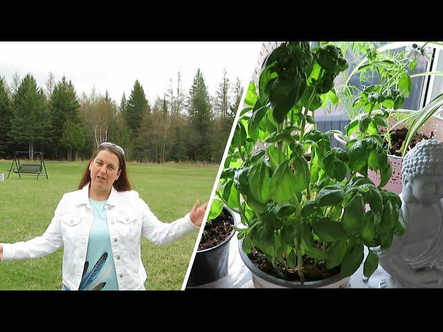 Indoor Garden Tour // Canada // Grow Vegetables Indoors // Gardening