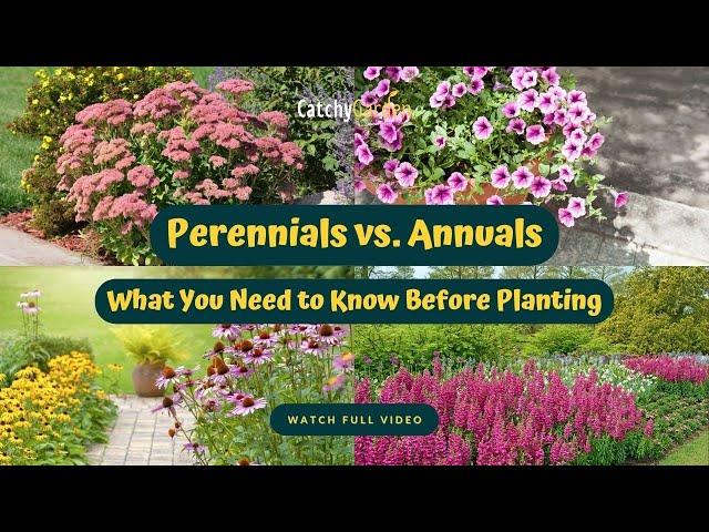 Perennials vs  Annuals: What You Need to Know Before Planting 
