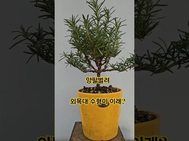 로즈마리 외목대 수형 교정하는 팁~!
