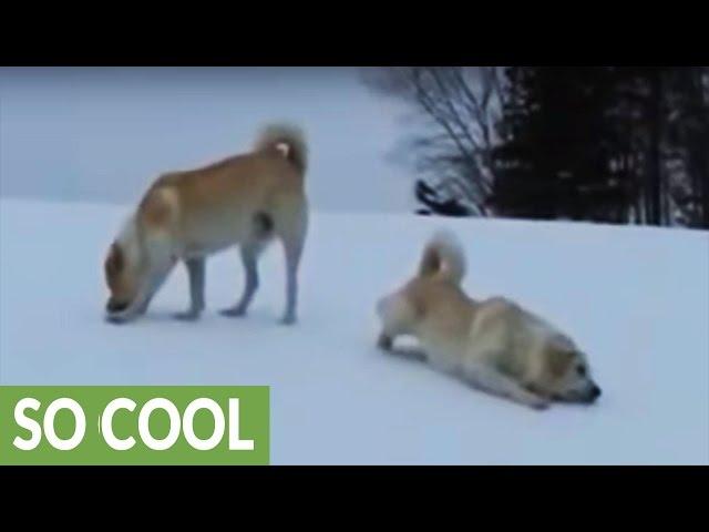 Livestock guard dogs go from play to work in seconds