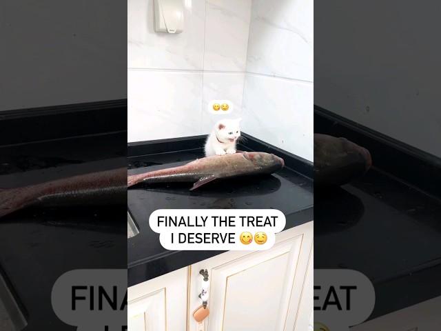 little kitten impatiently waiting for fish #viral #viral #cat #cuteanimal #cute #kitten#funny#funny