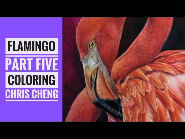 FLAMINGO - Part 5: Feathers Drawing // Chris Cheng