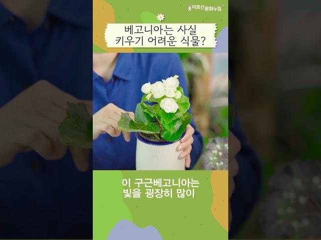 베고니아 키우기, 어렵지 않아요!