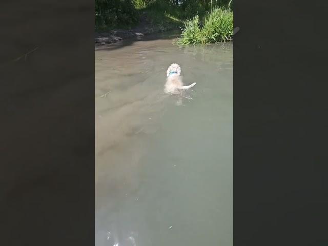 WHEN its 30+ you GOT to get in the WATER!    #realestate #bowriver #yyc #calgary