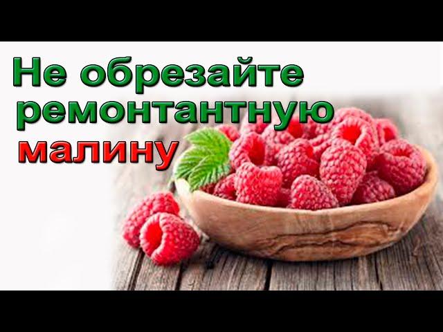 Не обрезайте ремонтантную малину!