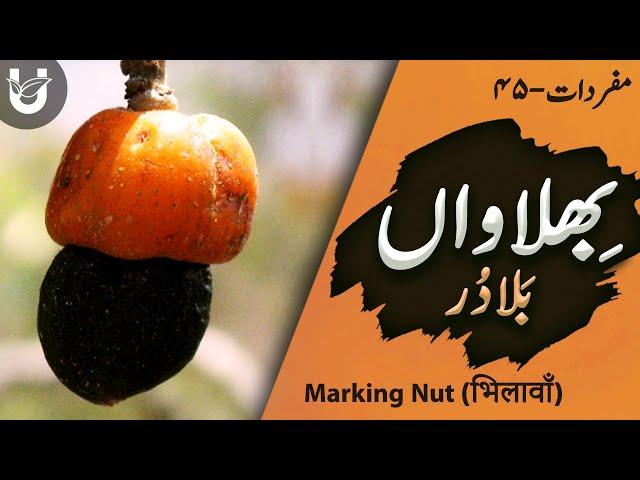 Bhilawa(n) / Baladur/ Marking Nut / भिलावाँ / بِھلاواں/ بلادُر