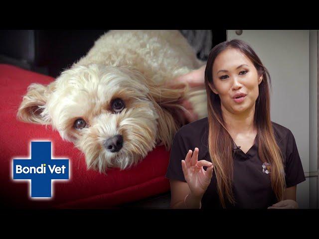 Cutest Cavoodle EVER has Worrying Tummy Troubles | Bondi Vet