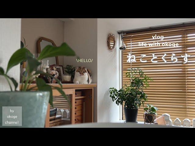 Daily life with cats starting with breakfast/Enjoy home cooking with the plates & ingredients (vlog)