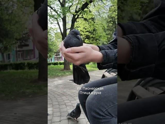 голубь в руках