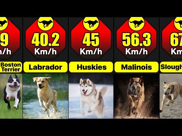 What Are The Fastest Breeds Of Dogs In The World | Comparison