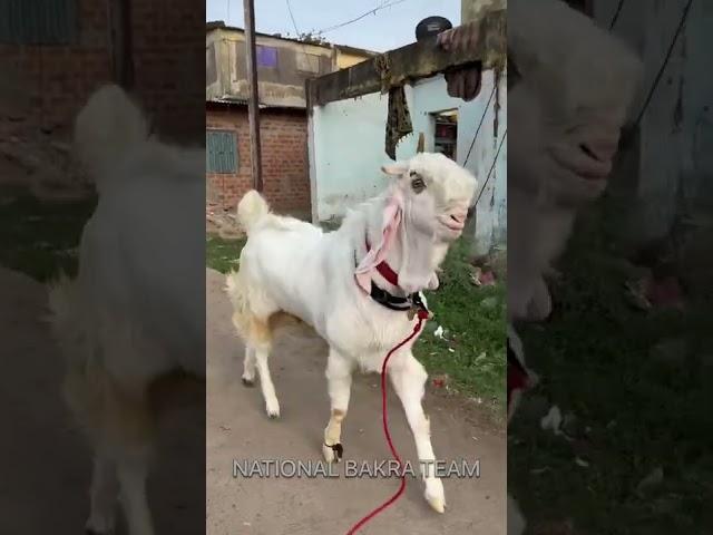 Goldy At JK Goat Farm