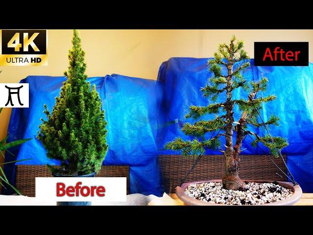 How to make bonsai  White spruce (Picea glauca conica)  From Christmas tree la bonsai