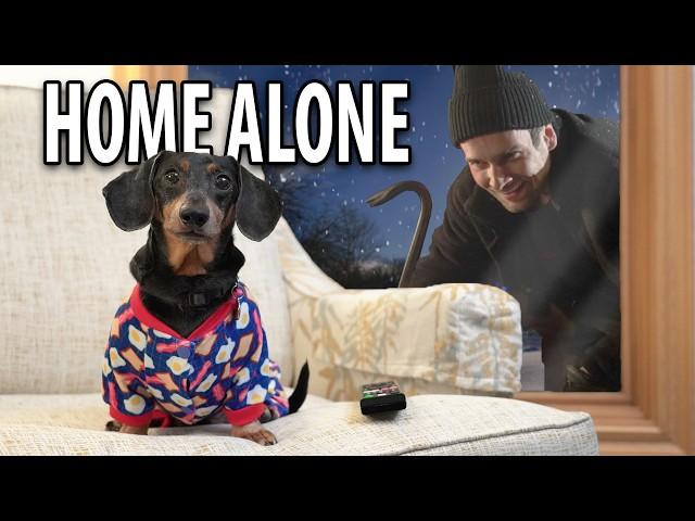 Oakley is.. HOME ALONE! 