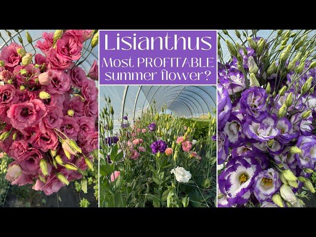 Lisianthus 101: Everything You Should Know About This $$ Flower