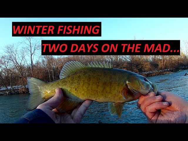 Bass and Brown Trout - Two Days on the Mad River (Ohio) - Winter Wading CRYSTAL CLEAR STREAM!!!