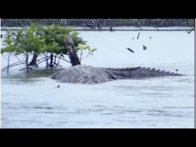 Fifty-Foot Crocodile Spotted in the Congo, The Mahamba: The Congo's Forgotten Cryptid