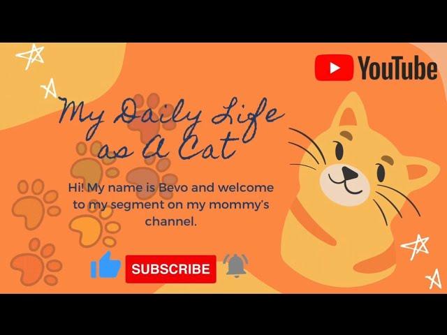 MY FUNNY CAT | LIFE OF A CAT | AIZ SCOOP