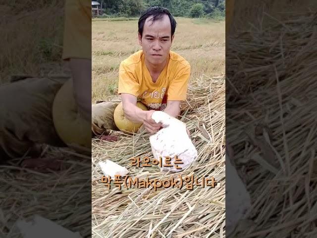 라오스의 거대 감귤 포멜로(Pomelo) 먹방