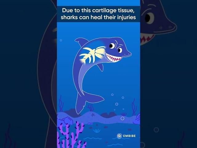 Why don’t sharks have bones? | Akash Tyagi Explains | Interesting Facts | Embibe