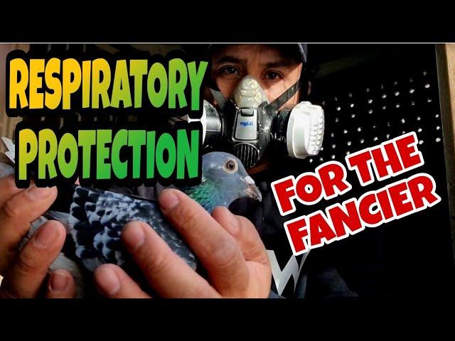 I MUST PROTECT MY LUNGS IF I WANT TO CONTINUE WITH PIGEON RACING|PIGEON RACING UK