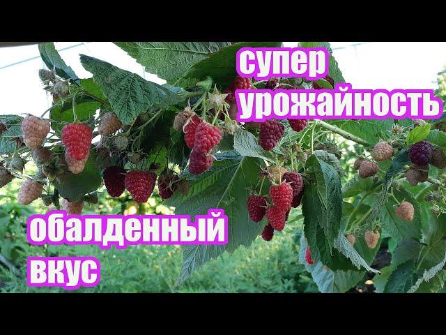 Малина Амира - ремонтант с огромной урожайностью и прекрасным вкусом