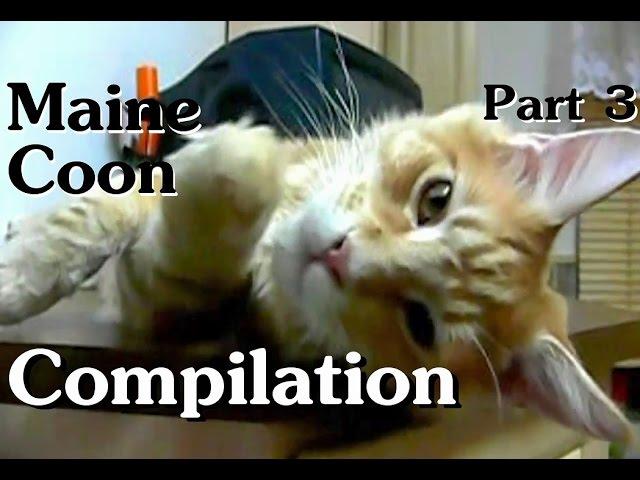 Maine Coon Compilation - Part 3 of Maine Coon Cats doing Maine Coon things