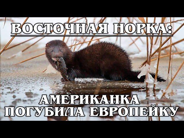 AMERICAN MINK: Fearless and brazen invader of Eurasia