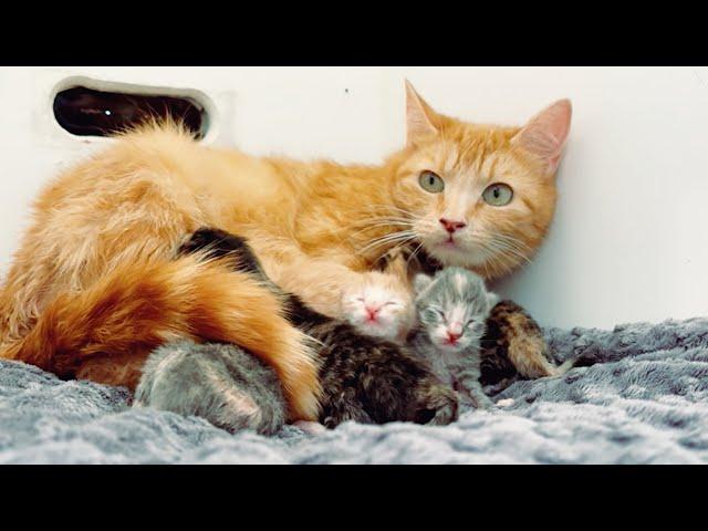 Saxon and her newborn kittens!