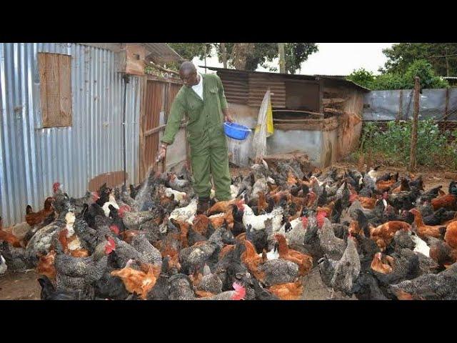 How I Became a Millionaire by Local chicken Farming | My Challanges