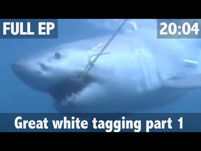 THE SEARCH FOR THE GREAT WHITE SHARK