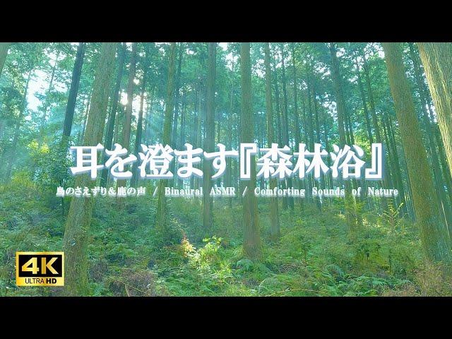 耳を澄ます『森林浴』：鳥のさえずり、鹿の声／自律神経を整える【Binaural ASMR 4K】