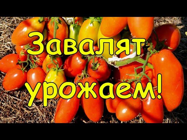 Лучшие сорта томатов для открытого грунта. Потрясающая урожайность.