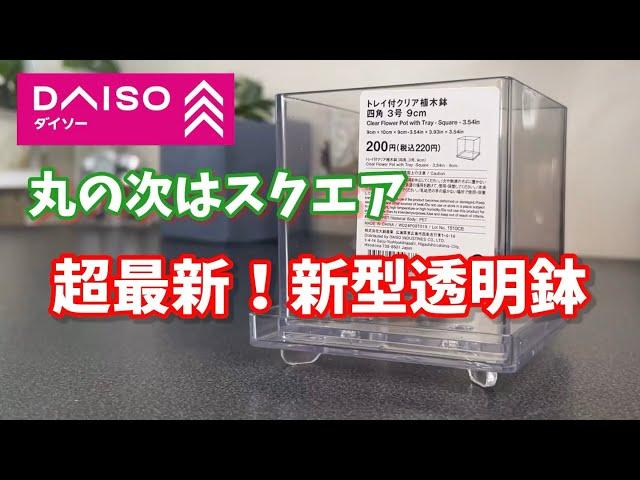 【ダイソー】超新作！今度はスクエア、透明鉢 #ダイソー #ダイソー購入品 #daiso #観葉植物 #houseplants