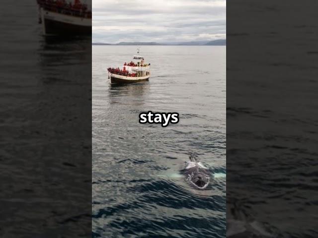 "If You See This 'Boat' in the Ocean… RUN!" #Max History Hub
