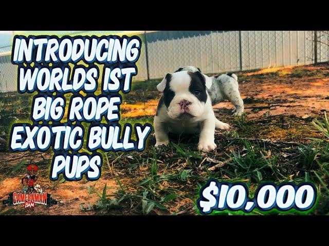 Introducing Big Rope exotic bully (rare) #puppies    #kasinokennels251 EPISODE 1 (the pickup) #DSK 🩸