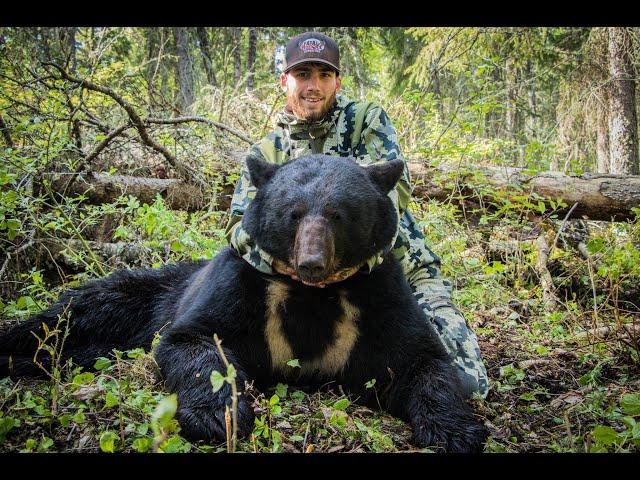 Boone and Crockett Saskatchewan Black Bear - Giant White Blaze on Chest!