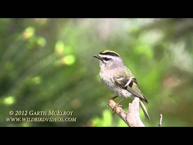 Golden-crowned Kinglet in Maine